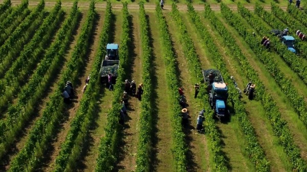 Ртвели 2025: в агентстве вина Грузии объяснили очереди на сдачу винограда