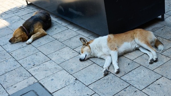 В Грузии решают проблемы с бездомными животными В Грузии решают проблемы с бездомными животными