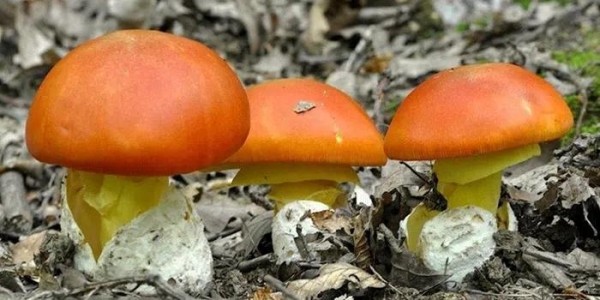 «Двойник-убийца»: «У всех пациентов двоилось в глазах, наблюдались галлюцинации, мышечный тремор и даже потеря сознания» - к чему призывают население токсикологи