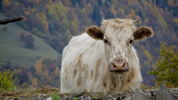 Грузия готова к борьбе с новым штаммом ящура – Агентство продовольствия