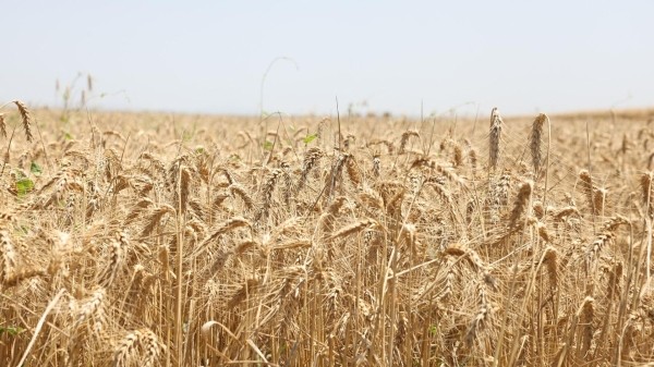 Культура грузинской пшеницы попала в список нематериального наследия ЮНЕСКО Культура грузинской пшеницы попала в список нематериального наследия ЮНЕСКО