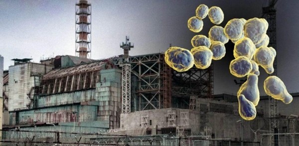 В Чернобыле происходит что-то странное - на АЭС обнаружен гриб, который питается радиацией и преобразует ее в энергию В Чернобыле происходит что-то странное - на АЭС обнаружен гриб, который питается радиацией и преобразует ее в энергию
