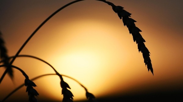 Культура грузинской пшеницы включена в список ЮНЕСКО Культура грузинской пшеницы включена в список ЮНЕСКО