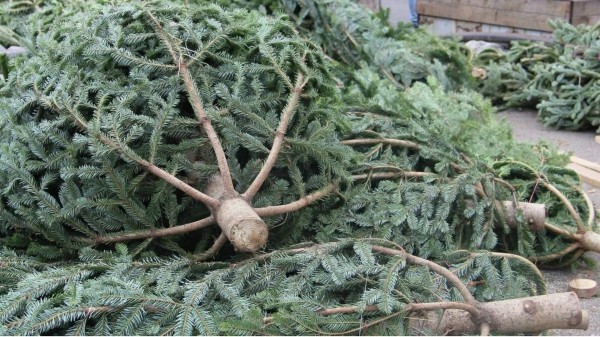 Контроль за вырубкой елок в предновогодние дни в Грузии ужесточается Контроль за вырубкой елок в предновогодние дни в Грузии ужесточается