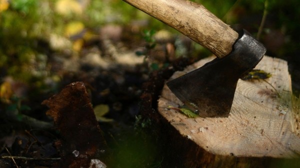 В Грузии ужесточают наказание за вырубку леса В Грузии ужесточают наказание за вырубку леса