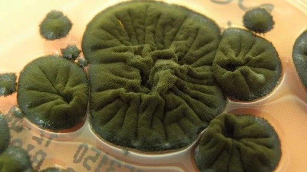 В Чернобыле происходит что-то странное - на АЭС обнаружен гриб, который питается радиацией и преобразует ее в энергию В Чернобыле происходит что-то странное - на АЭС обнаружен гриб, который питается радиацией и преобразует ее в энергию