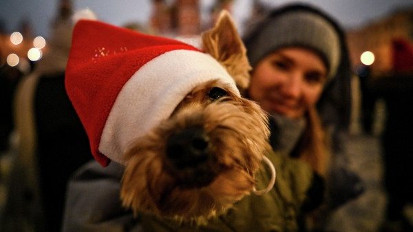 Во сколько вам обошлось празднование Нового года без новогодних подарков?