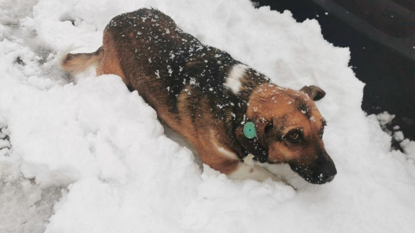 В Батуми появится приют для бездомных животных В Батуми появится приют для бездомных животных