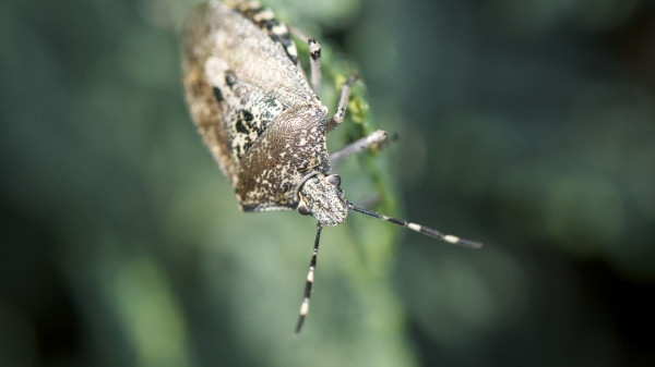 Грузия утвердила программу борьбы с мраморным клопом в 2026 году