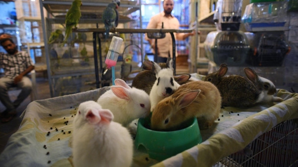 В Грузии вводят новые правила для зоогостиниц и зоомагазинов