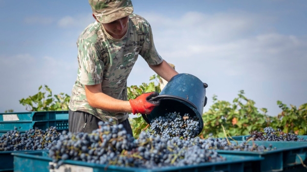 Вино и не только: топ-10 причин посетить регион Кахети